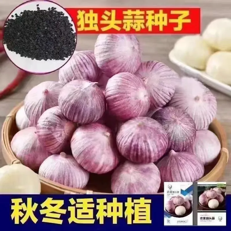 紫皮独头蒜种子农家大蒜种籽红根蒜苗种孑四季种植蒜苔盆栽蔬菜种