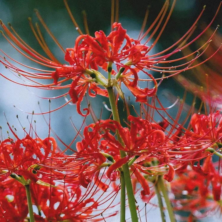 彼岸花种球 石蒜多年生曼珠沙华球根四季开花盆栽耐寒耐旱