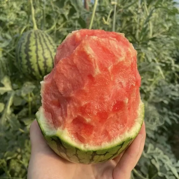 冰糖籽小西瓜种子盆栽西瓜四季阳台可种小院香甜夏季