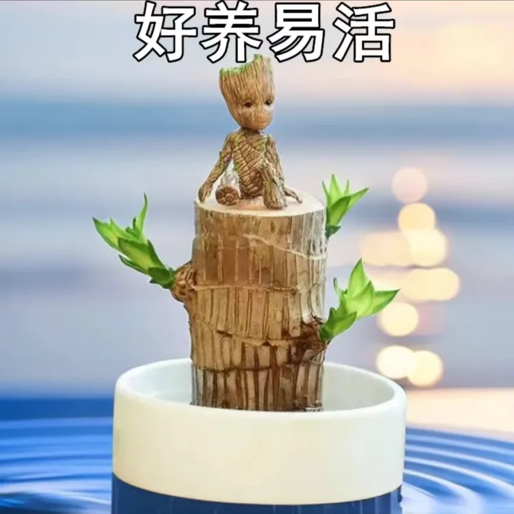 【水培巴西木】幸运木格鲁特懒人浇水易活室内绿植佛系小和尚