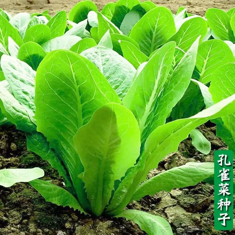 【9.99元3包孔雀菜种子】四季种植生吃脆甜直立生菜盆栽大田