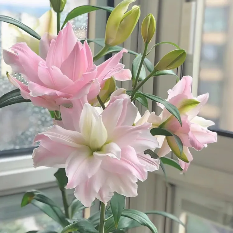 百合种球百合浓香型花卉类盆栽花种大球香水百合重瓣种球四季粉色