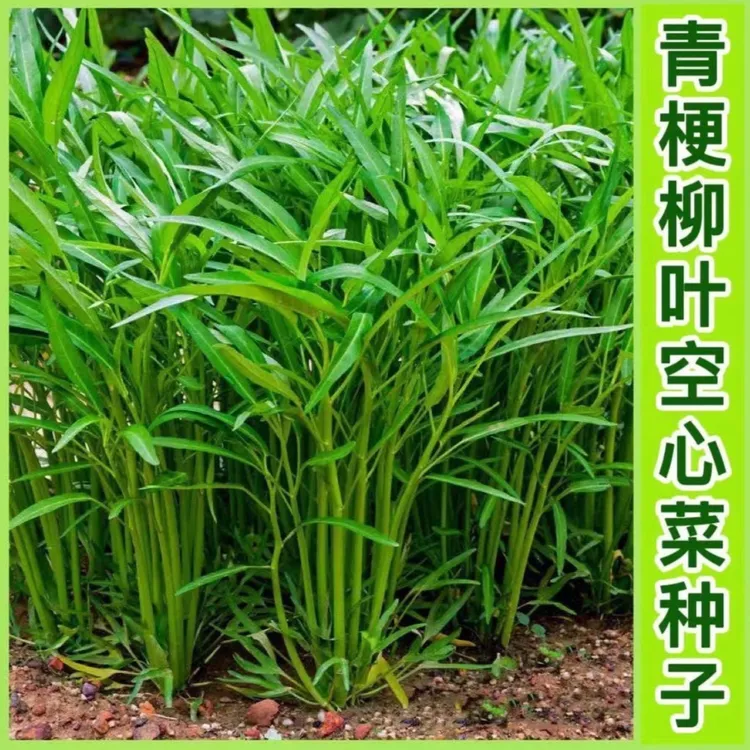 柳叶空心菜种子家庭盆栽地栽阳台小院四季种植
