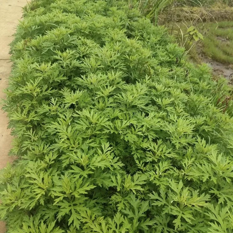 食用艾草四季种子野生细叶靳艾 盆栽地栽小院种植艾绒
