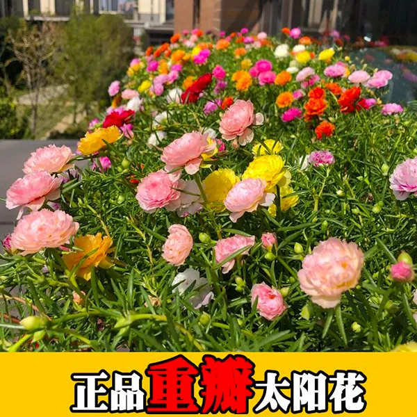 太阳花种子混色7色重瓣太阳花易活阳台庭院易活开花多