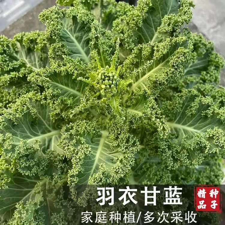 【羽衣甘蓝种子】可观赏可食用耐寒耐热蔬菜种子家庭小院商品图