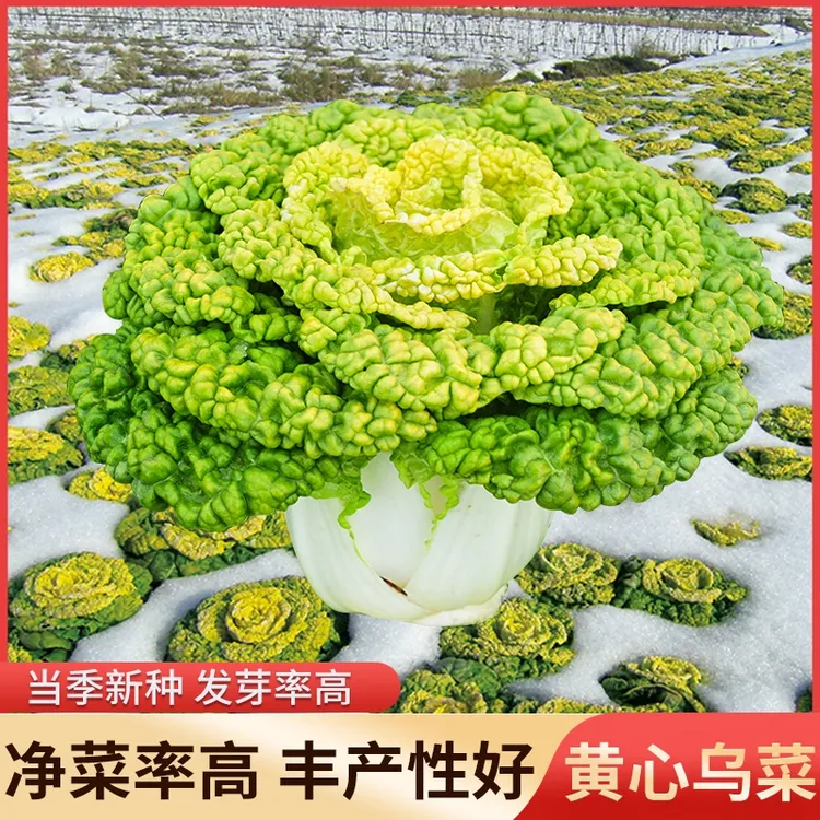 耐寒金满地黄心乌乌塌菜种子 农田耐寒蔬菜高产纤维少菊花心