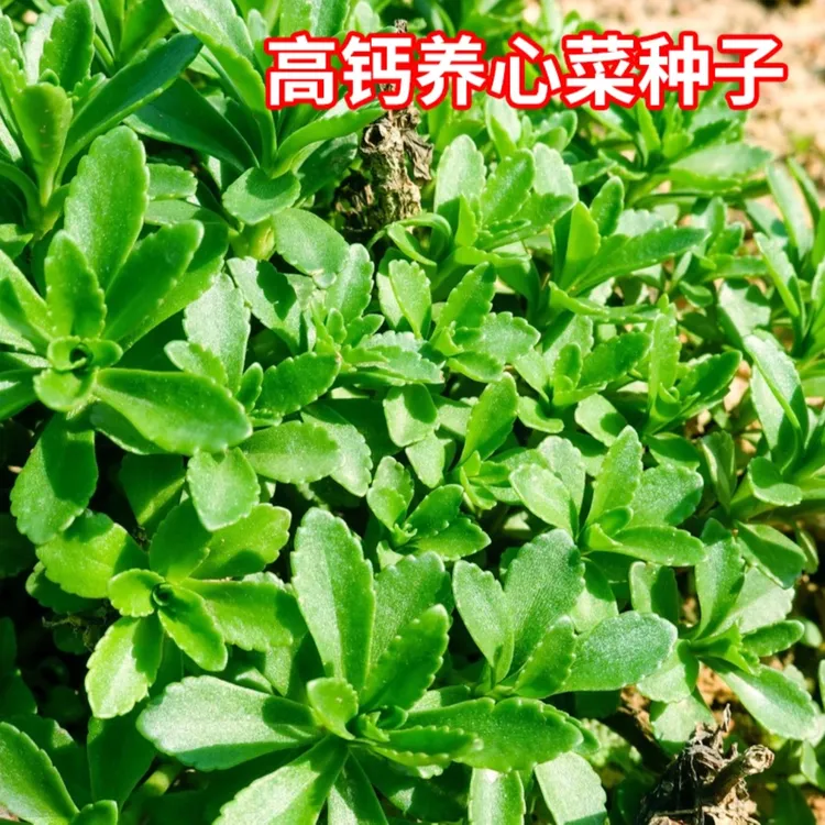 高钙养心菜种子阳台司机盆栽地栽菜园农家蔬菜种子