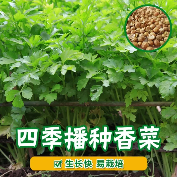 【3包速生香菜种子】四季香菜种子阳台室内花卉盆栽庭院
