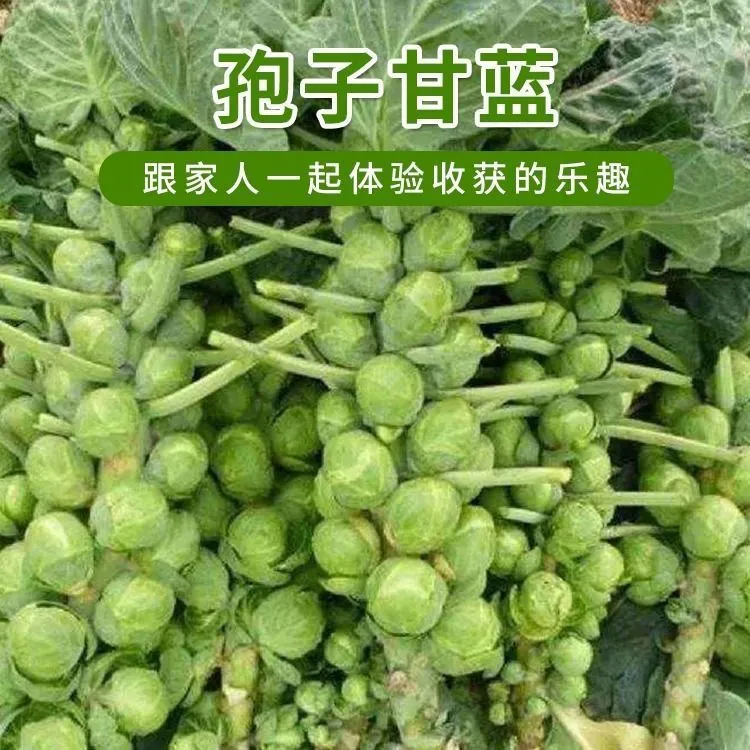 孢子甘蓝种子孢子甘蓝特菜子持甘兰 小包心菜四季播蔬菜