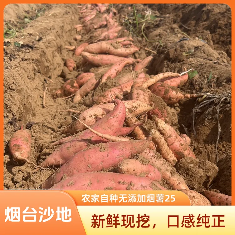 【顺丰包邮】正宗烟台沙地烟薯25号软糯香甜(带箱5斤)
