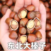 【专】东北特产平欧大榛子2斤/4斤  送钳子