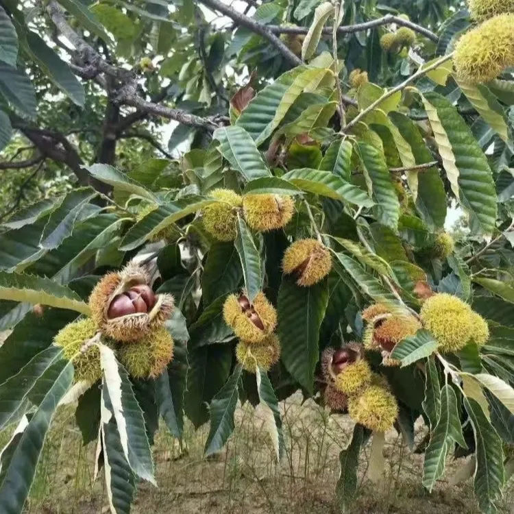 大红袍板栗树苗基地直发现起发盆栽地栽