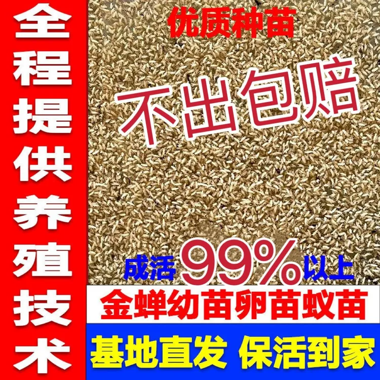 [优质蝉苗]知了龟幼苗爬叉种卵种子养殖地专业批发幼虫蝉蚁幼苗活