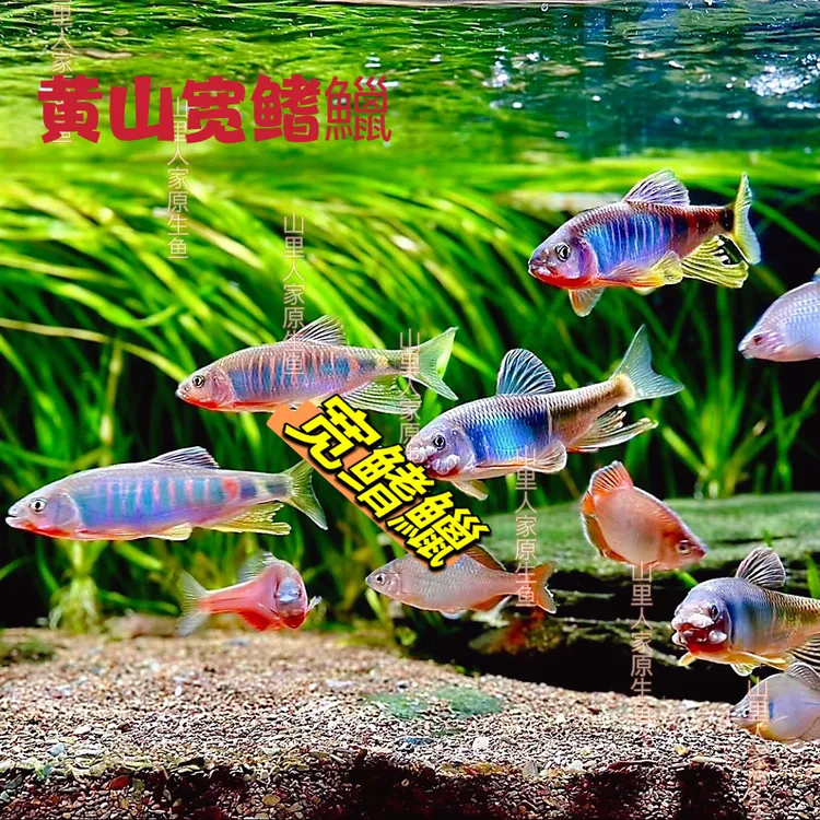 黄山宽鳍鱲棘颊鱲南宽彩虹鱼桃花鱼红下巴溪流原生观赏鱼包邮包活