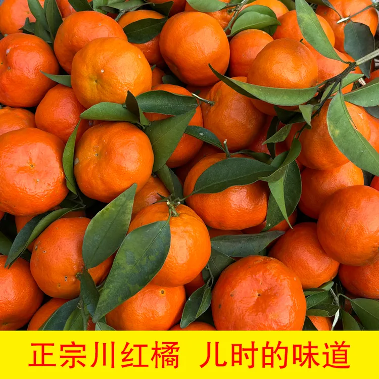 重庆老树红橘桔子现摘现发川红橘红桔陈皮原料当季新鲜水果5斤