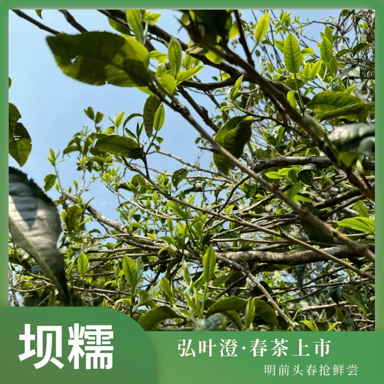 坝糯古树 明前头春尝鲜