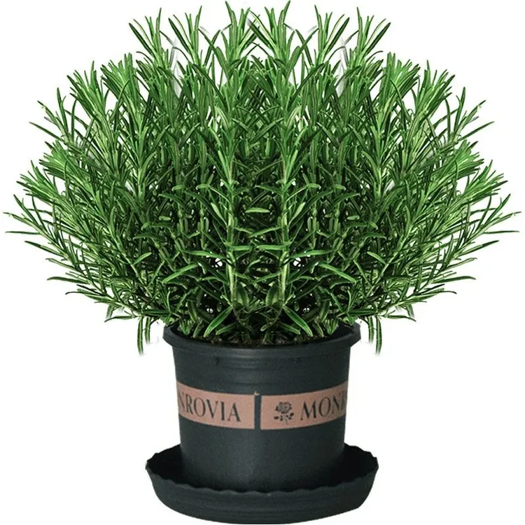 香草植物迷迭香盆栽可食用西餐香料牛排用调料绿植新鲜迷迭香苗