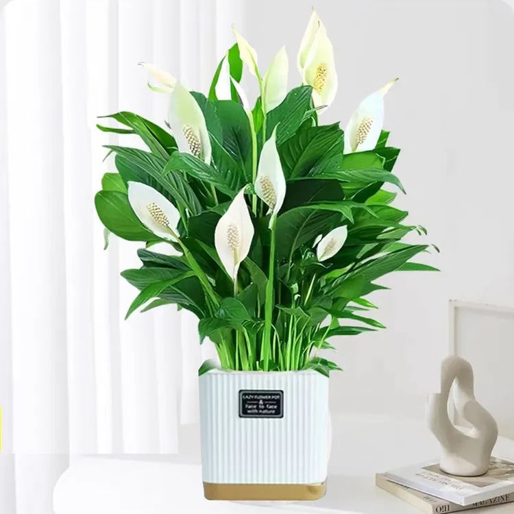 一帆风顺年宵花卉绿植物盆栽水培白掌室内客厅摆放耐寒冷净化空气