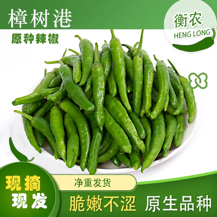 樟树港原种辣椒种植精选湖南软皮小青椒产地新鲜采摘
