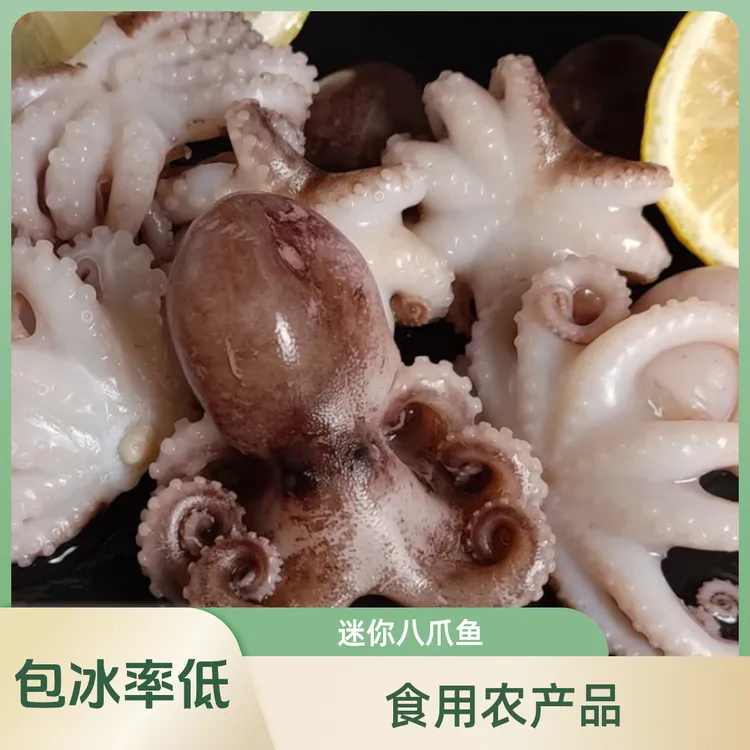 连云港直发新鲜去内脏迷你八爪鱼（3斤速冻海鲜水产）