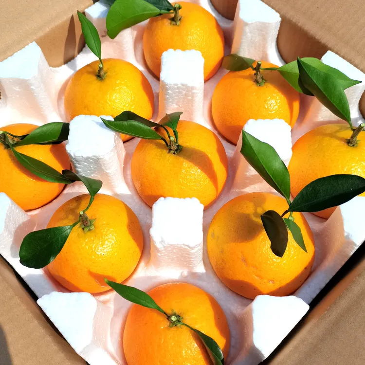 【中果•爱媛果冻橙】特价活动，每箱9.7斤 -10斤，现摘皮薄包邮