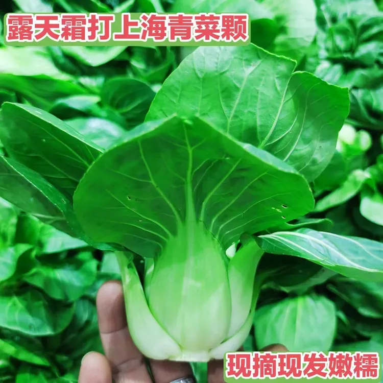新摘现发安徽芜湖农家自种露天霜打上海小青菜颗4.6斤包邮