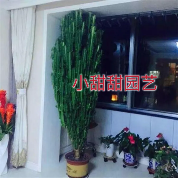 龙骨绿植大型盆栽多肉植物庭院植物盆景耐干旱简单好养网红景观