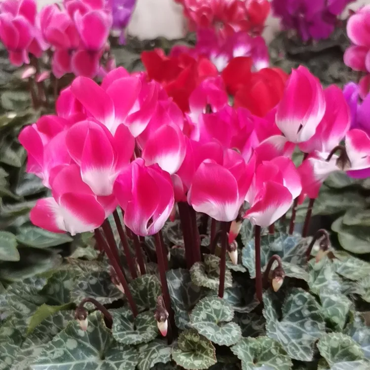 F1代仙客来（1.3加仑盆）盆栽花卉室内阳台年宵花