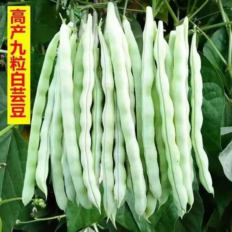 高产四季豆角种子四季豆八月忙豆角种子