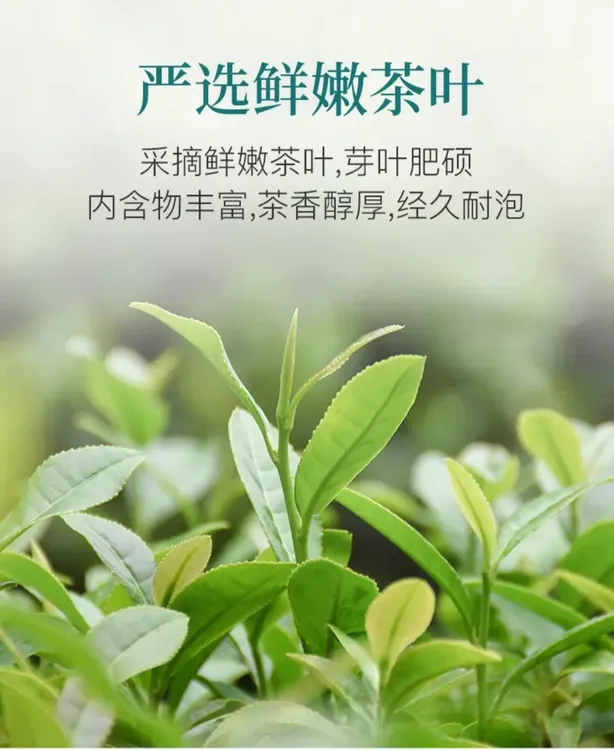崂山绿茶卷曲款绿茶，六月自然生长，板栗香气浓郁口感鲜爽滋味醇厚