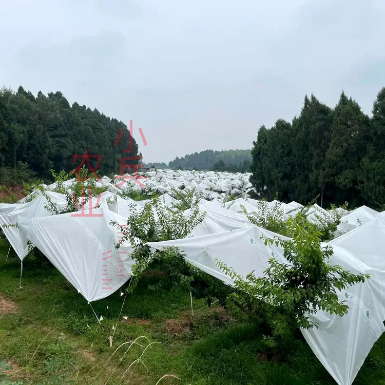 李子桃子樱桃柑橘枇杷防裂果避雨布专用升级款