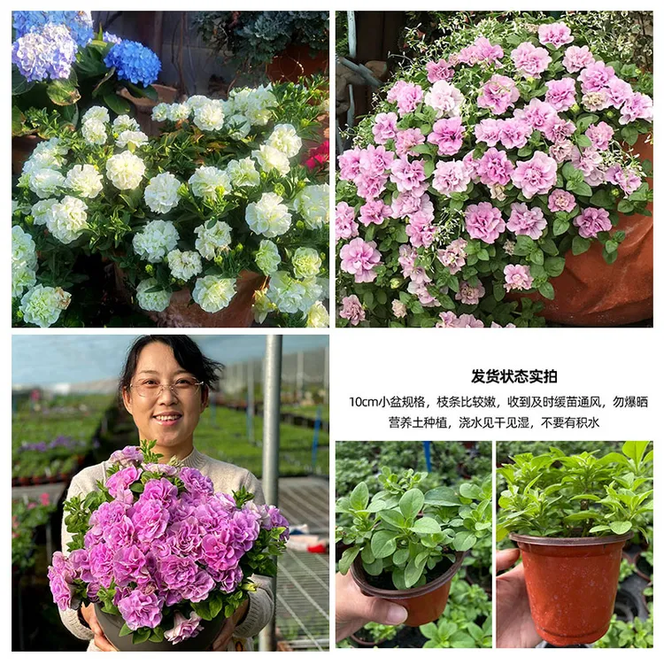 重瓣矮牵牛冰淡紫9cm迷你盆苗多盆组合发货不带花包对版