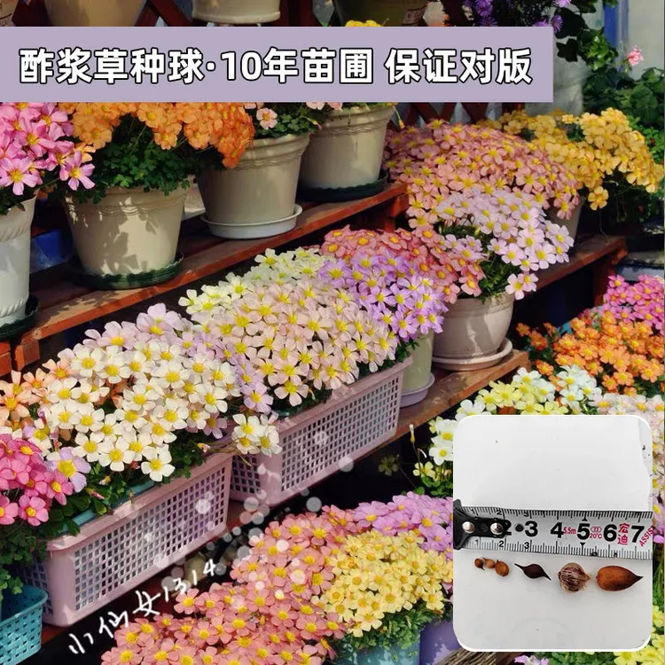 【粒酢浆草种球】苗圃自繁 保证对版