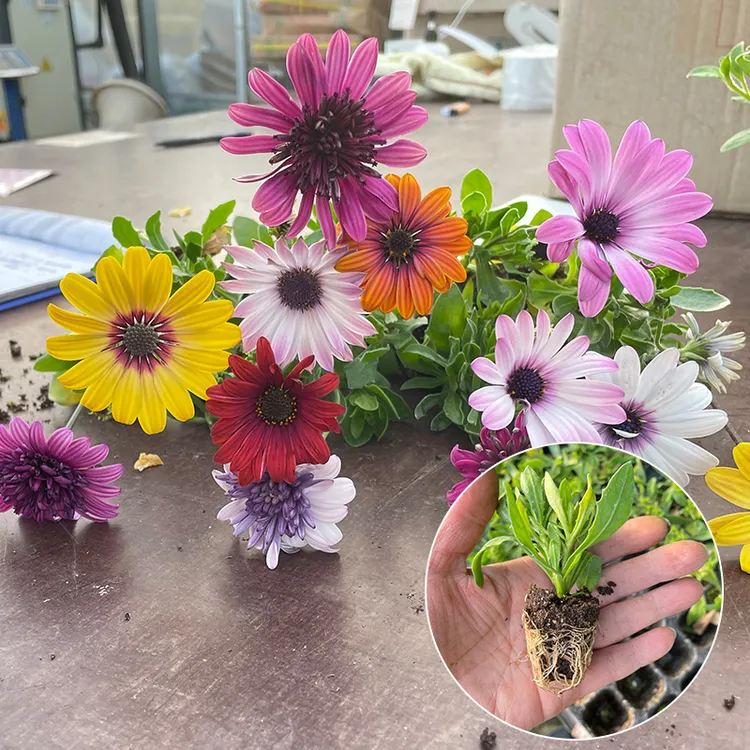 蓝目菊迷你小苗（满30元包邮）万寿菊小雏菊蓝莓冰瑶太阳光环