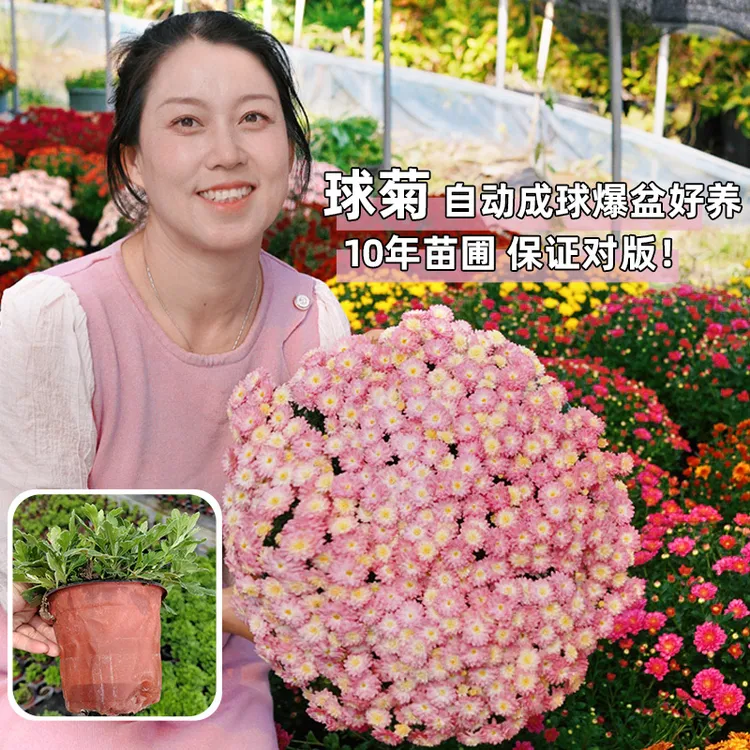 12cm球菊盆栽 4盆品种不同大小不一发货不带花包对版