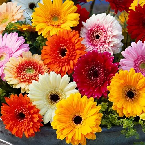 【非洲菊种子】四季室内阳台发芽盆栽花卉花草植物种子扶郎花种子