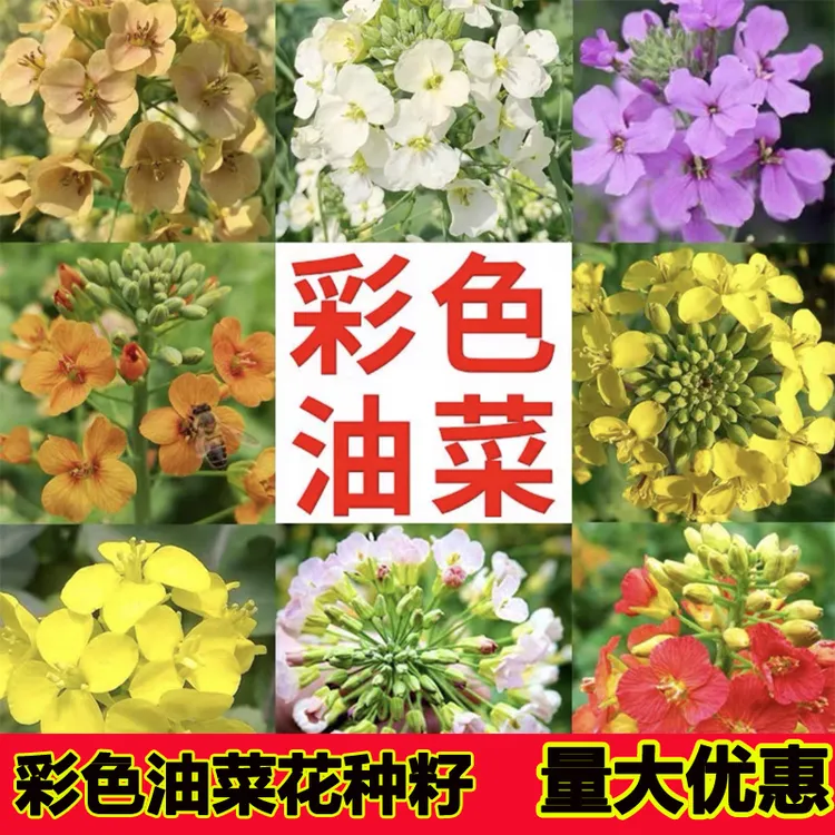 彩色花种【多彩油菜花籽】开花不断庭院景观室外耐寒花海多花草种子