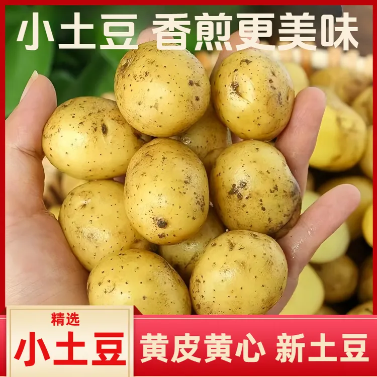 2024新土豆小土豆黄皮黄心新鲜现发农家自种马铃薯洋芋地蛋蒸煮炖