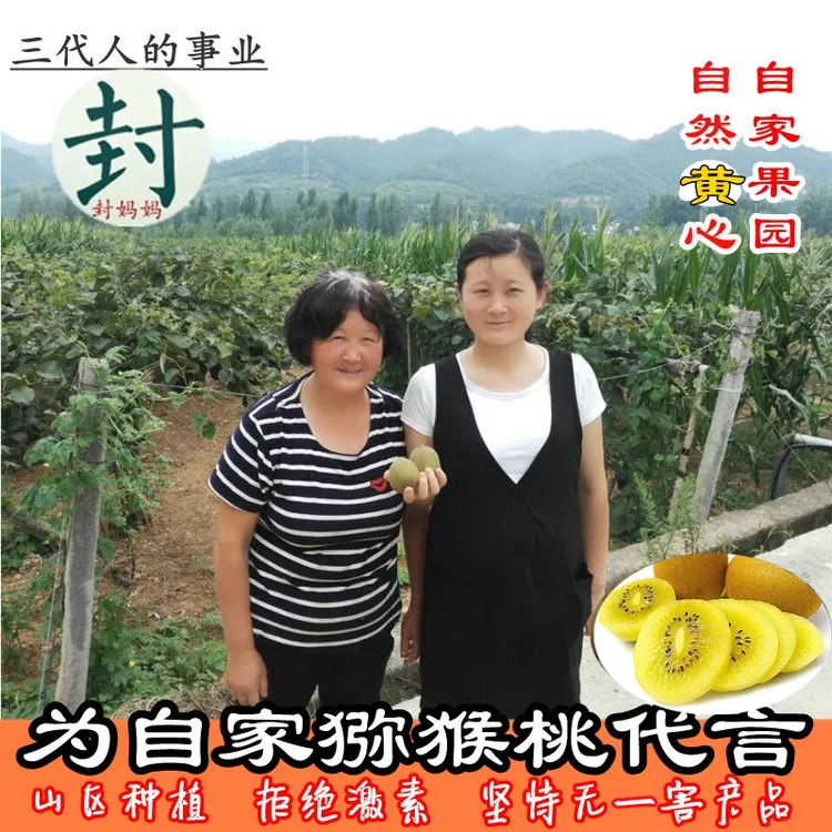 黄心猕猴桃金艳河南西峡 新鲜农家自产5斤现摘现发五斤金桃奇异果