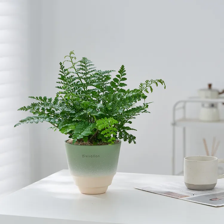 吉姆蕨平安蕨盆栽室内桌面绿植客厅办公室蕨类水培植物好养