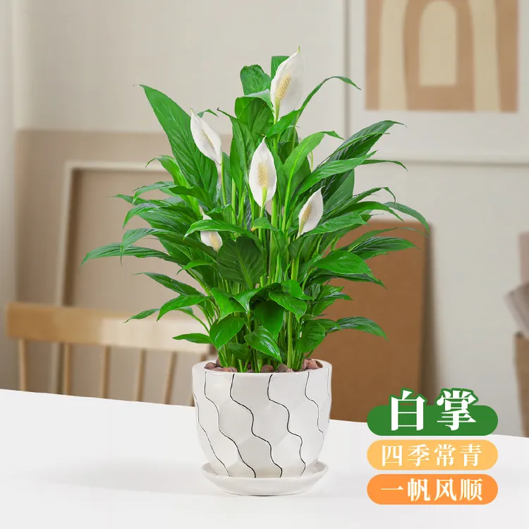 白掌一帆风顺盆栽室内客厅办公室净化空气四季常青好养水培植物