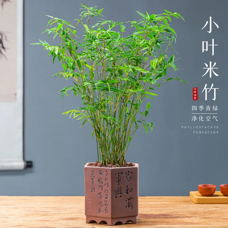 米竹盆栽凤尾竹子苗盆景室内庭院四季常青好养易活净化空气绿植