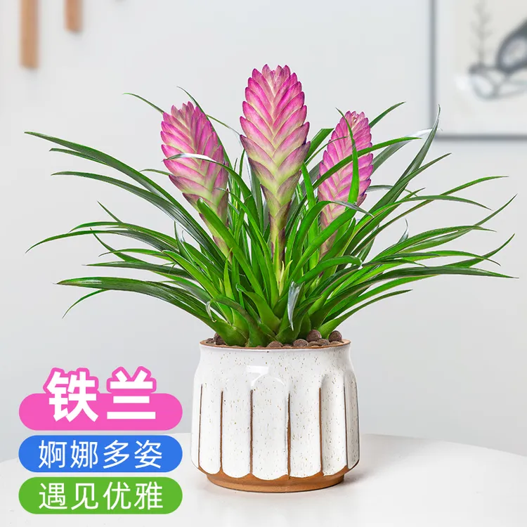 铁兰花盆栽室内桌面绿植盆景开花四季常绿招财手花卉净化空气