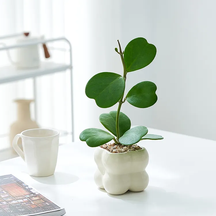 心叶球兰桌面盆栽懒人好养花卉办公室绿植ins风室内客厅植物
