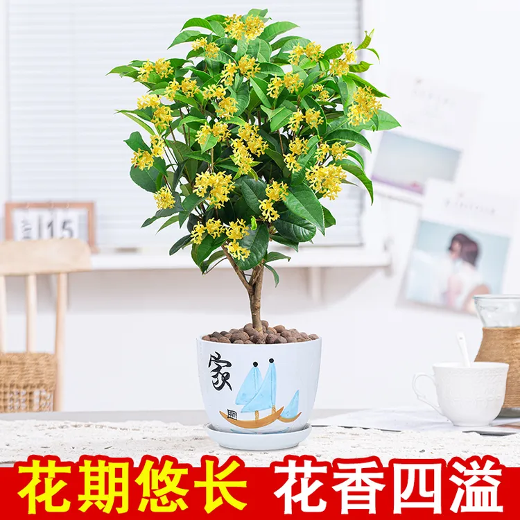 桂花盆栽树苗浓香型老桩四季金桂庭院室内外盆景绿植花卉好养易活