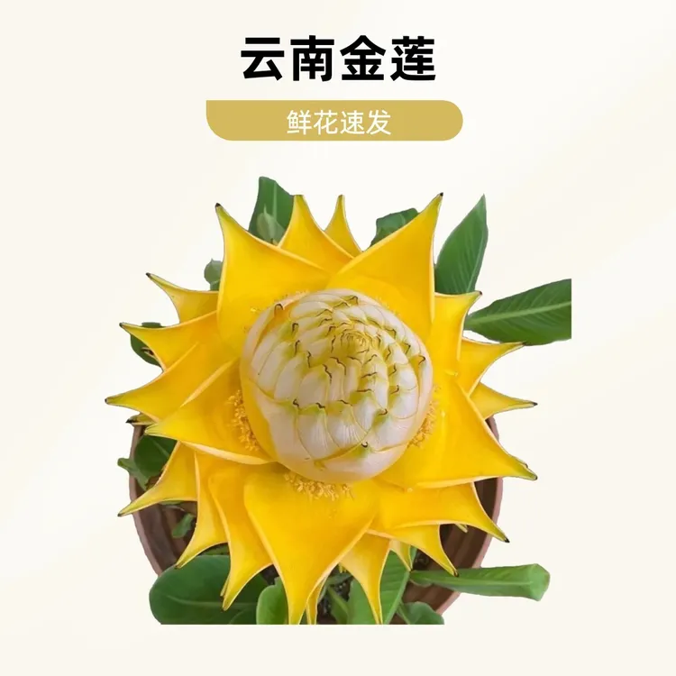云南地涌金莲四季超长花期大型地涌花卉金色