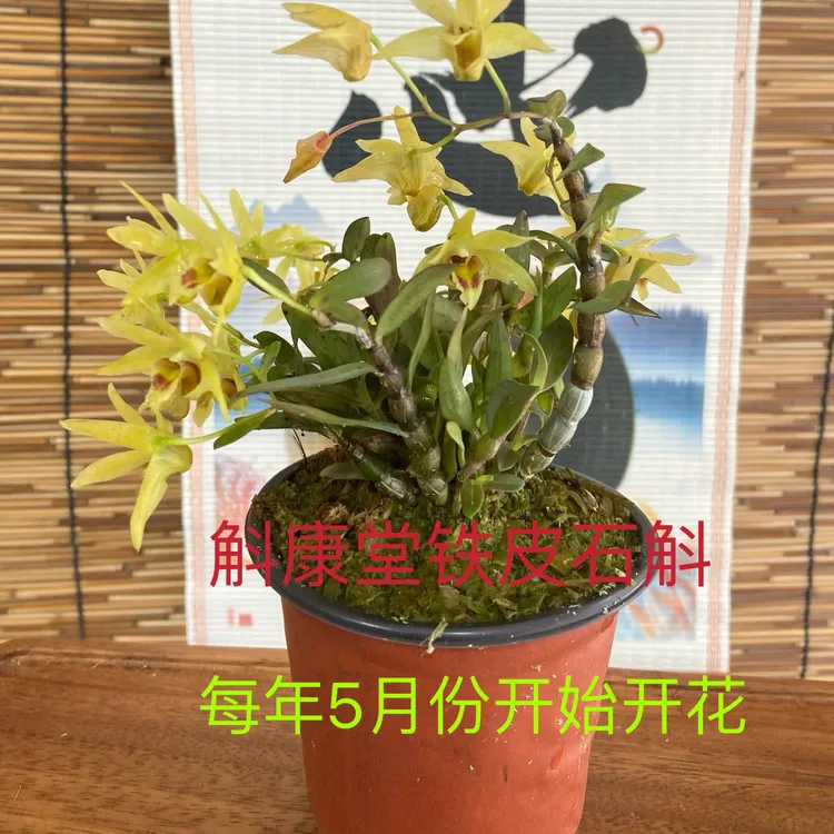 铁皮石斛盆栽可种可吃可养殖可观赏