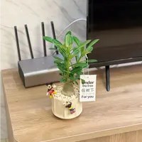 沙漠玫瑰老桩盆栽室内客厅办公室净化空气桌面植物小盆景花卉绿植