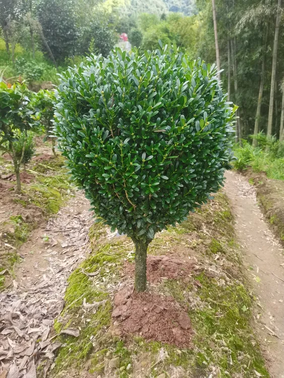 雀舌黄杨。适合。家庭别墅庭院种植。四季常绿不不掉叶